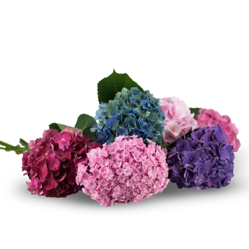 Hortenzie na přání